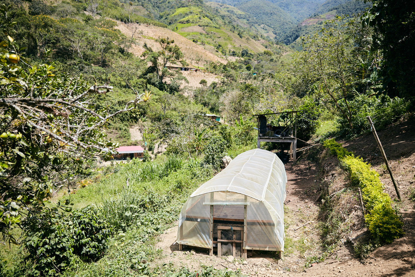 Colombia/ARGCAFEE - Coca Substitution Program
