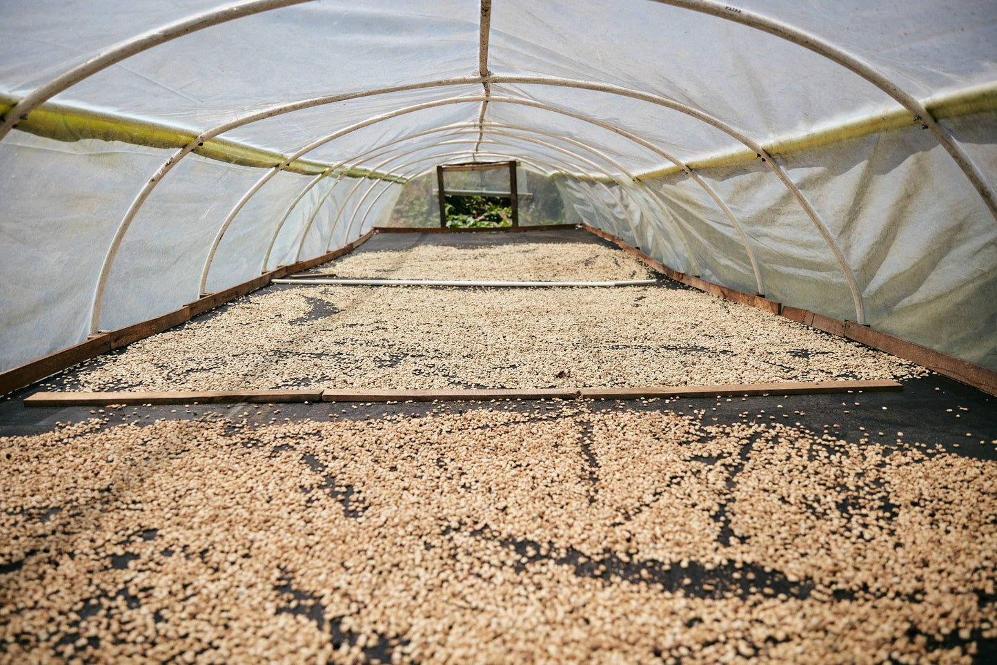 Colombia/ARGCAFEE - Coca Substitution Program