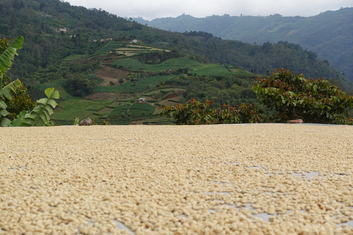 Celestial Blend