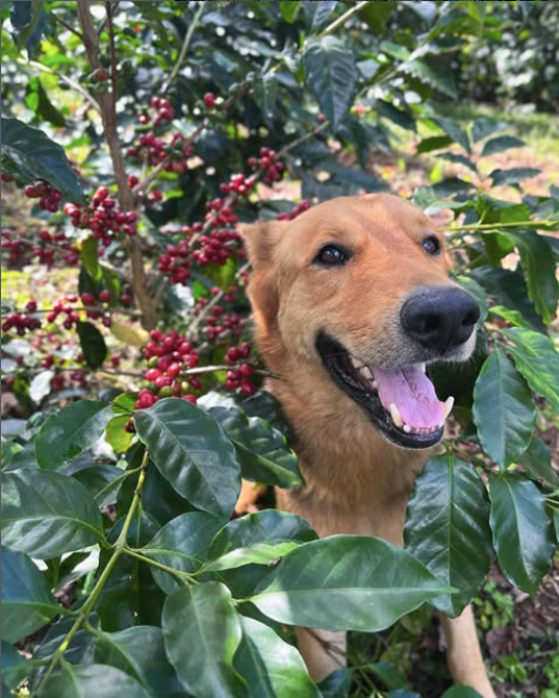 Cecilia Quan | Honduras