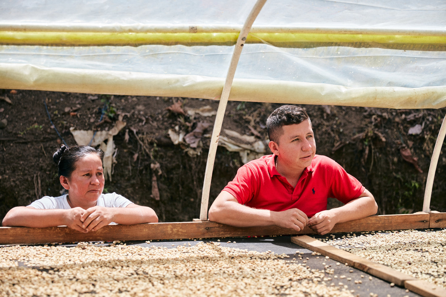 Colombia/ARGCAFEE Coca Substitution Program
