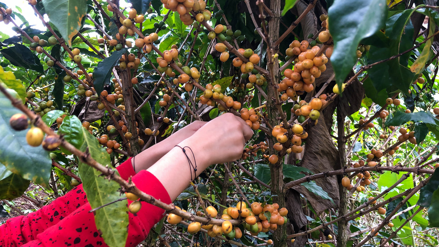 Colombia/ARGCAFEE Coca Substitution Program