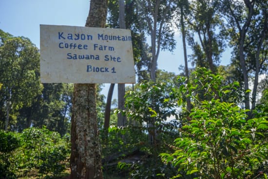 Ethiopia/Kayon Mountain Farm