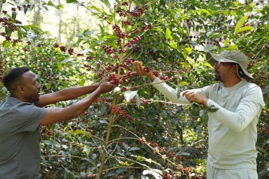 Ethiopia/Kayon Mountain Farm