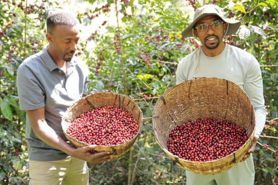 Ethiopia/Kayon Mountain Farm