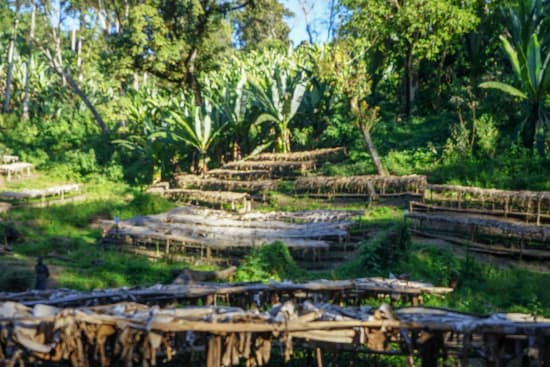 Ethiopia/Kayon Mountain Farm