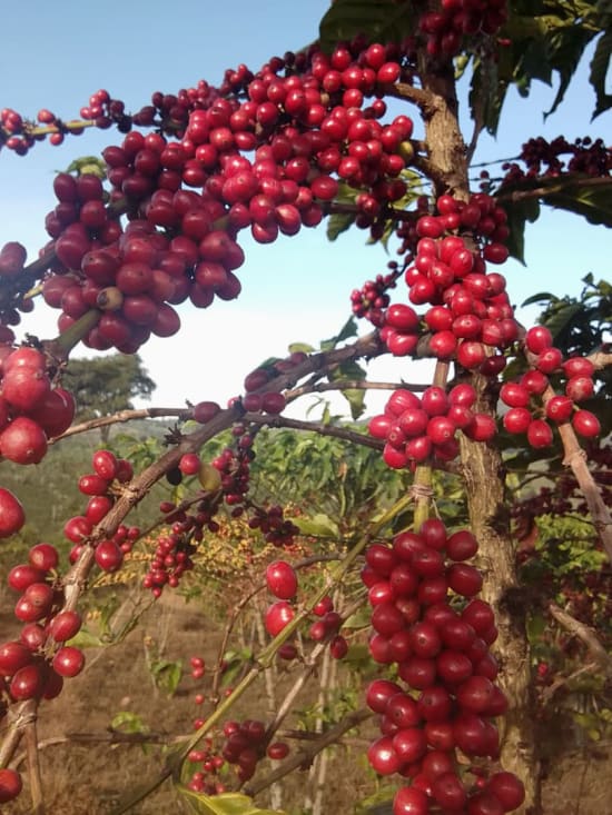 Ethiopia/Kayon Mountain Farm