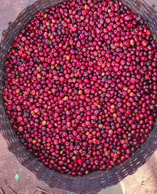 Ethiopia/Kayon Mountain Farm