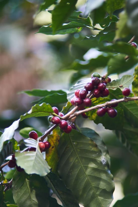 Honduras/Corquin