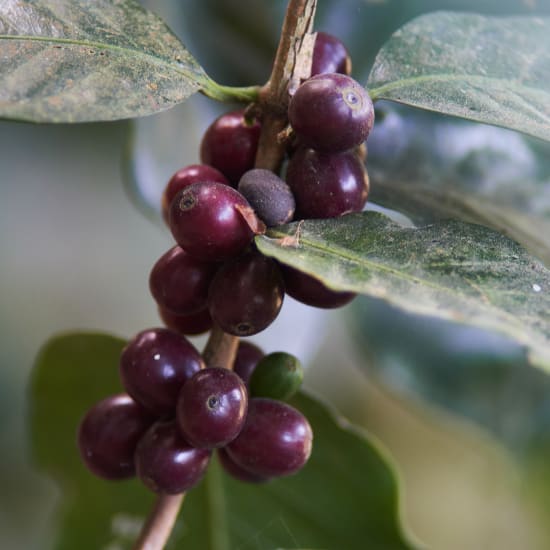 Honduras/Corquin