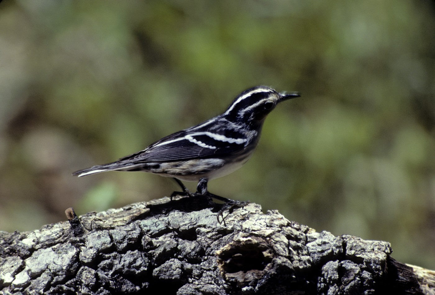 Honduras/Corquin